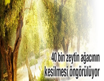 40 bin zeytin ağacının kesilmesi öngörülüyor!