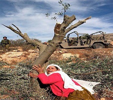 6 bin 600 zeytin ağacının katledildiği Manisa’da ÇED raporunun yürütmesi durduruldu.