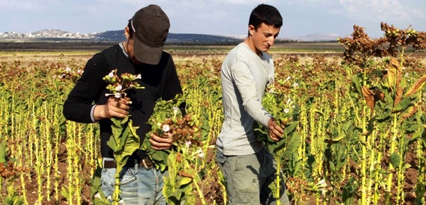 Gasıp Rejim Gazze’de Tarım Arazilerine Zehirli İlaç Attı