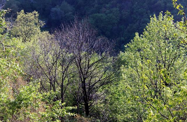 Uludağ’da ’katil arı’ tehdidi