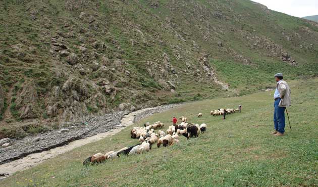 Hakkari’de sele kapılan 800 küçükbaş hayvan telef oldu