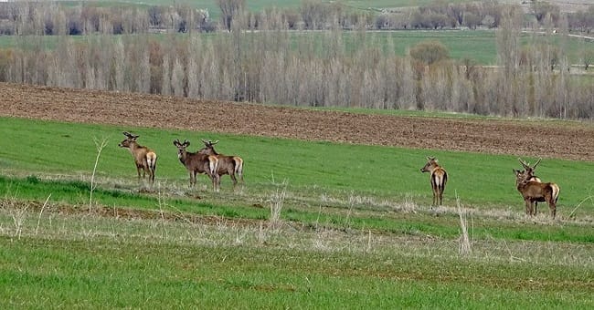 Yiyecek aramak için ovaya kadar indiler