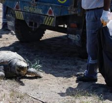 İnsani duygularından yoksun kişiler Caretta caretta’nın gözlerini oyup öldürdü