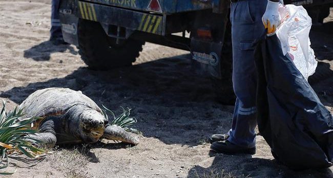 İnsani duygularından yoksun kişiler Caretta caretta’nın gözlerini oyup öldürdü