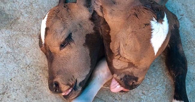 Karabük’te hayrete düşüren görüntü!