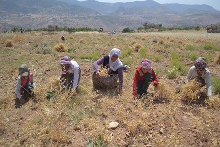 Çiftçiye Hazine’den arazi müjdesi