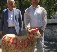 Belediye Başkanı, yeni makam aracı için kurban kestirdi