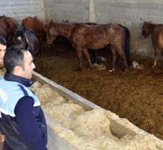 Adana’da kesime hazırlanan 50 at ve eşek ele geçirildi