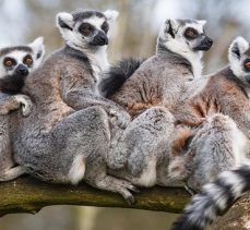 Soyu tükenmekte olan Lemurların yeni yuvası İzmir Doğal Yaşam Parkı oldu