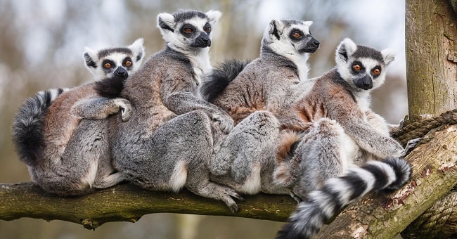 Soyu tükenmekte olan Lemurların yeni yuvası İzmir Doğal Yaşam Parkı oldu