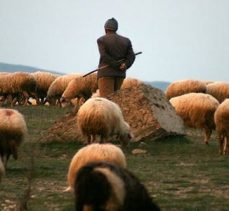 Çorum Valisi: Hayvancılığı geliştirmek için Çoban ithal edeceğiz