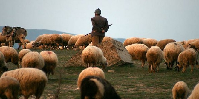 Çorum Valisi: Hayvancılığı geliştirmek için Çoban ithal edeceğiz