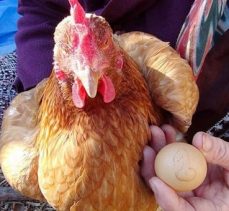 Üzerinde 1 yazan yumurtayı bin liradan satışa çıkardı!