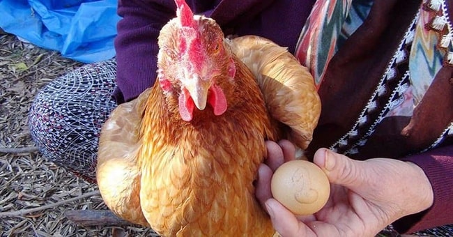 Üzerinde 1 yazan yumurtayı bin liradan satışa çıkardı!
