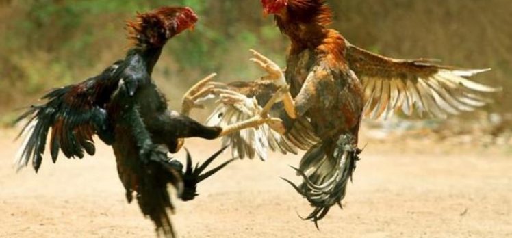 Horoz dövüşü yaptırılan kulübe silahlı saldırı: 6 ölü, 14 yaralı