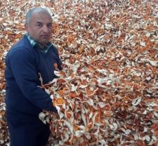 Kilosu 50 kuruşa inince, üreticisinin yeni umudu kabuğu oldu: Kilosu 4 lira