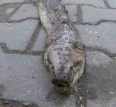 Tekirdağ’da Dev Yılan Paniği