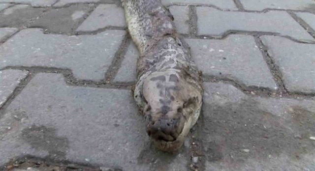 Tekirdağ’da Dev Yılan Paniği