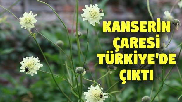 Türk bilim insanları, Kanserin çaresini ‘yerli otta’ arıyorlar