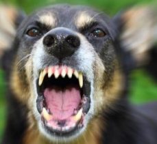 Sokak köpeği dehşeti: 4 yaşındaki çocuk başından yaralandı