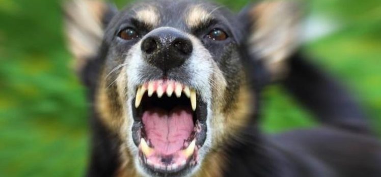 Sokak köpeği dehşeti: 4 yaşındaki çocuk başından yaralandı