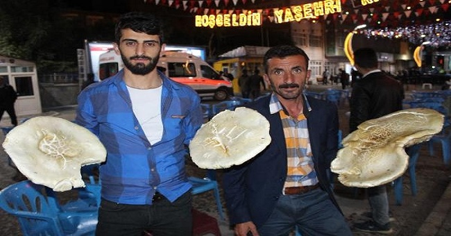 6 kiloya ulaşan dağ mantarları görenleri şaşırtıyor