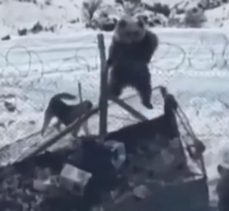 Kato Dağı’nda aç kalan ayı, askeri üs bölgesine girdi