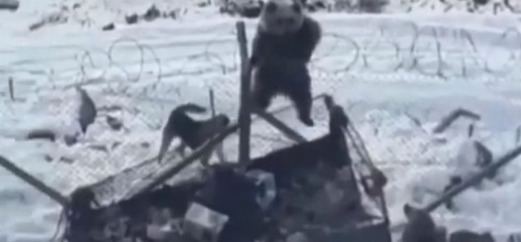 Kato Dağı’nda aç kalan ayı, askeri üs bölgesine girdi