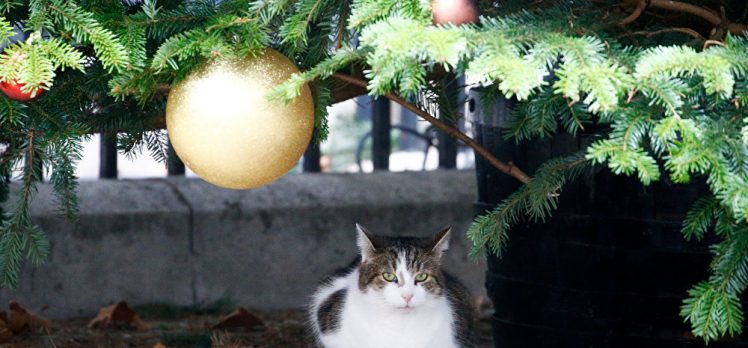 Rusya’da kedi alerjisine karşı aşı geliştiriliyor