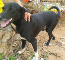 Annesi tarafından canlı canlı gömülen bebeği, köpek kurtardı