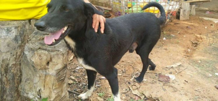 Annesi tarafından canlı canlı gömülen bebeği, köpek kurtardı