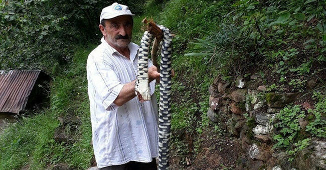 Trabzon halkının ‘zehirli yılan’ endişesi