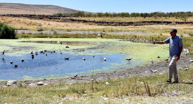 Van’da tedirgin eden Martı ölümleri