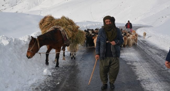 Karda mahsur kalan çoban ve koyunlar kurtarıldı