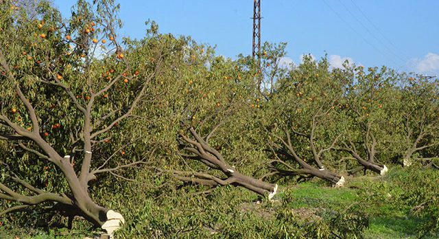 Arazideki 1000’in üzerinde ağaç kesilince, kardeşler nöbete başladı