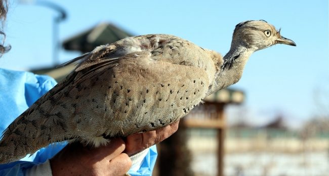 Türkiye’de nadir görülen yakalı toy kuşuna Bitlis’te rastlandı